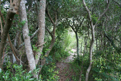 Dolphin View Holiday Apartments Herolds Bay Western Cape South Africa Forest, Nature, Plant, Tree, Wood