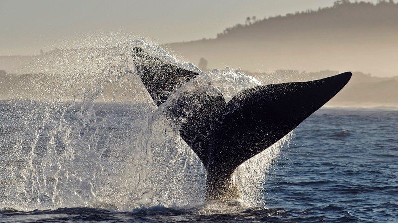 Dolphin Dune Hersham The Island Great Brak River Western Cape South Africa Whale, Marine Animal, Animal, Ocean, Nature, Waters