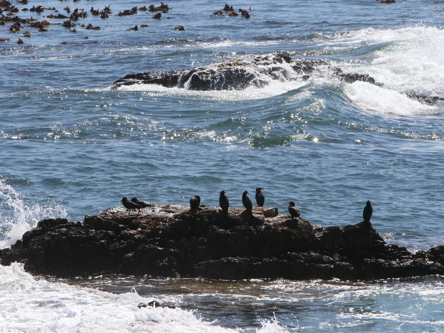 Dolphin Inn Guest House Mouille Point Cape Town Western Cape South Africa Beach, Nature, Sand, Animal, Ocean, Waters