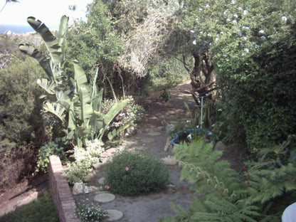 Dolphin View Guesthouse Wavescrest Jeffreys Bay Jeffreys Bay Eastern Cape South Africa Unsaturated, Palm Tree, Plant, Nature, Wood, Garden