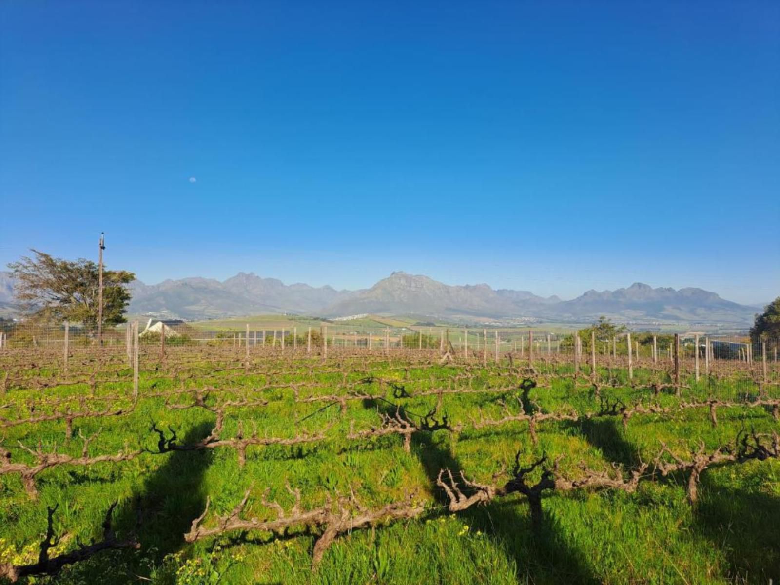 Domaine Coutelier, Colorful