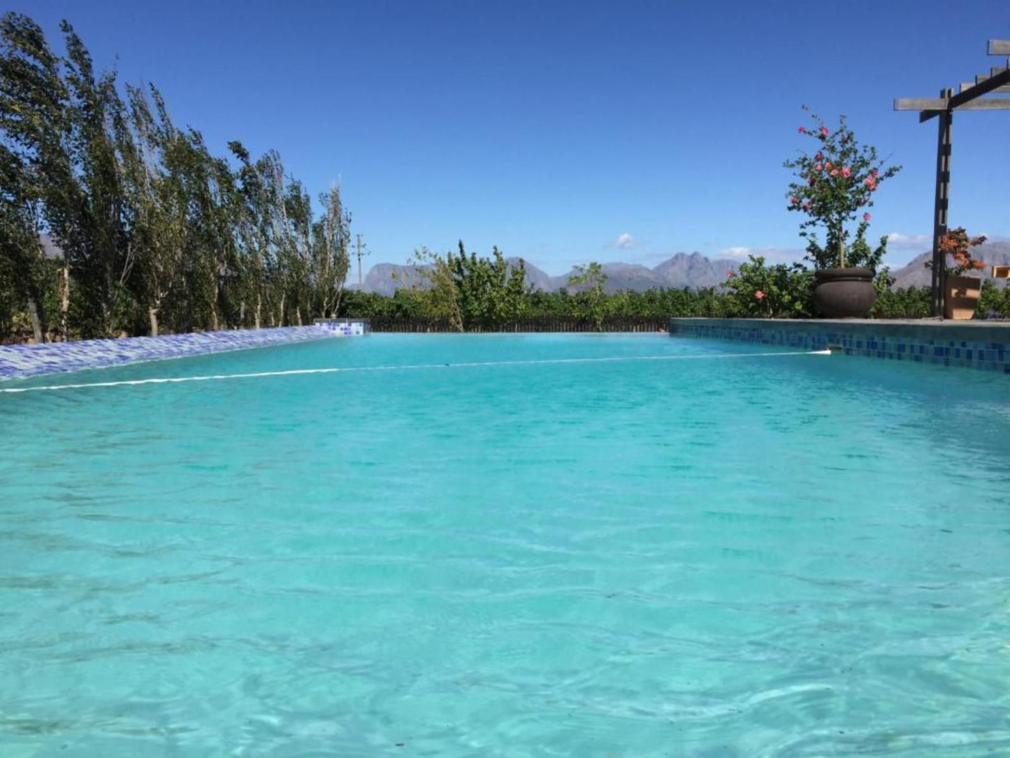 Domaine Coutelier, Palm Tree, Plant, Nature, Wood, Swimming Pool