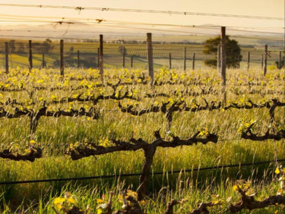 Domaine Coutelier, Sepia Tones, Field, Nature, Agriculture, Wine, Drink, Canola, Plant