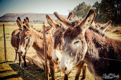 Donkey Inn Ferreira Bloemfontein Free State South Africa Donkey, Mammal, Animal, Herbivore