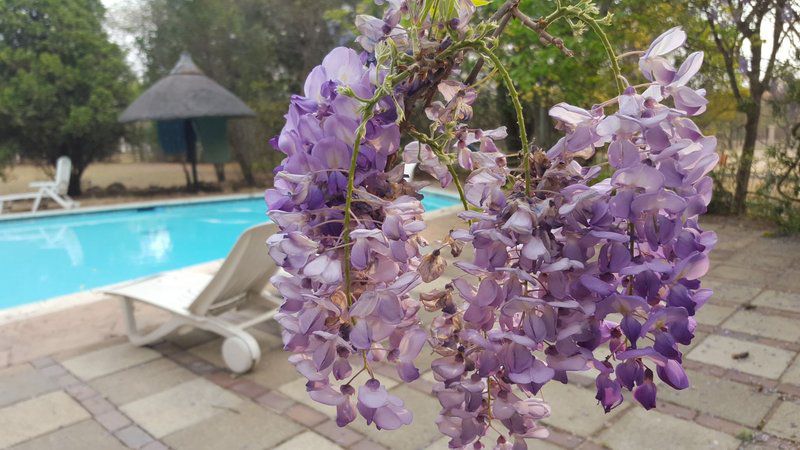 Donnybrook Guesthouse Midrand Johannesburg Gauteng South Africa Blossom, Plant, Nature