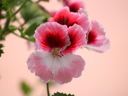 Doornbosch Game Lodge And Guest Houses Napier Western Cape South Africa Colorful, Blossom, Plant, Nature, Flower