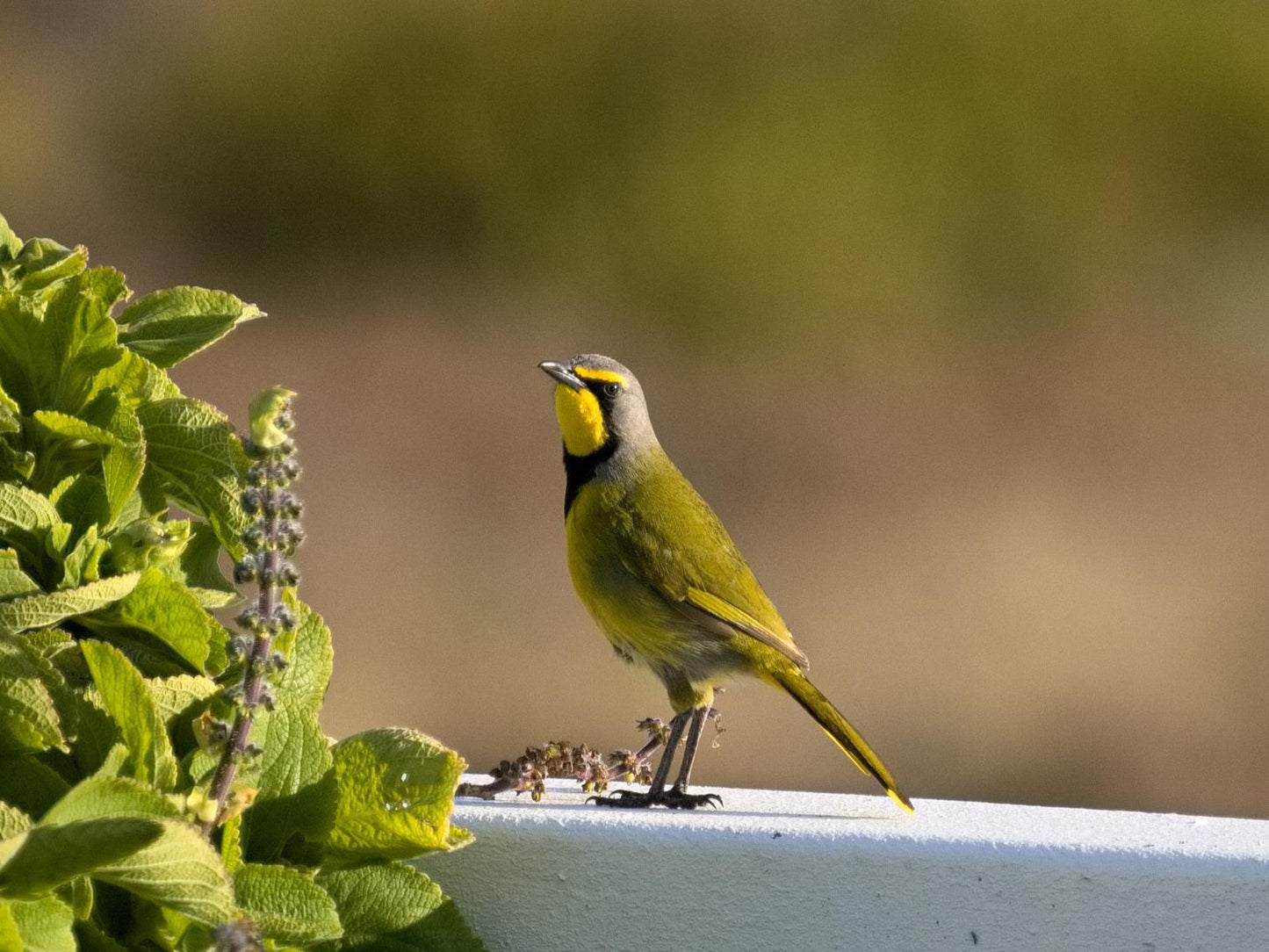 Doornbosch Game Lodge And Guest Houses Napier Western Cape South Africa Tit, Bird, Animal