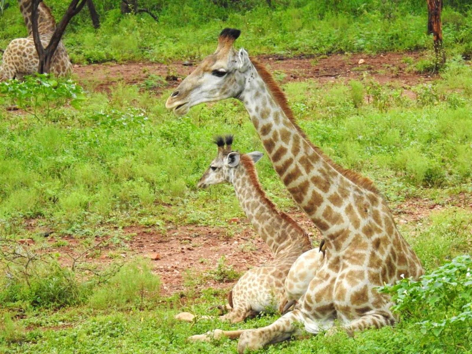 Doornkom Marloth Park Mpumalanga South Africa Giraffe, Mammal, Animal, Herbivore