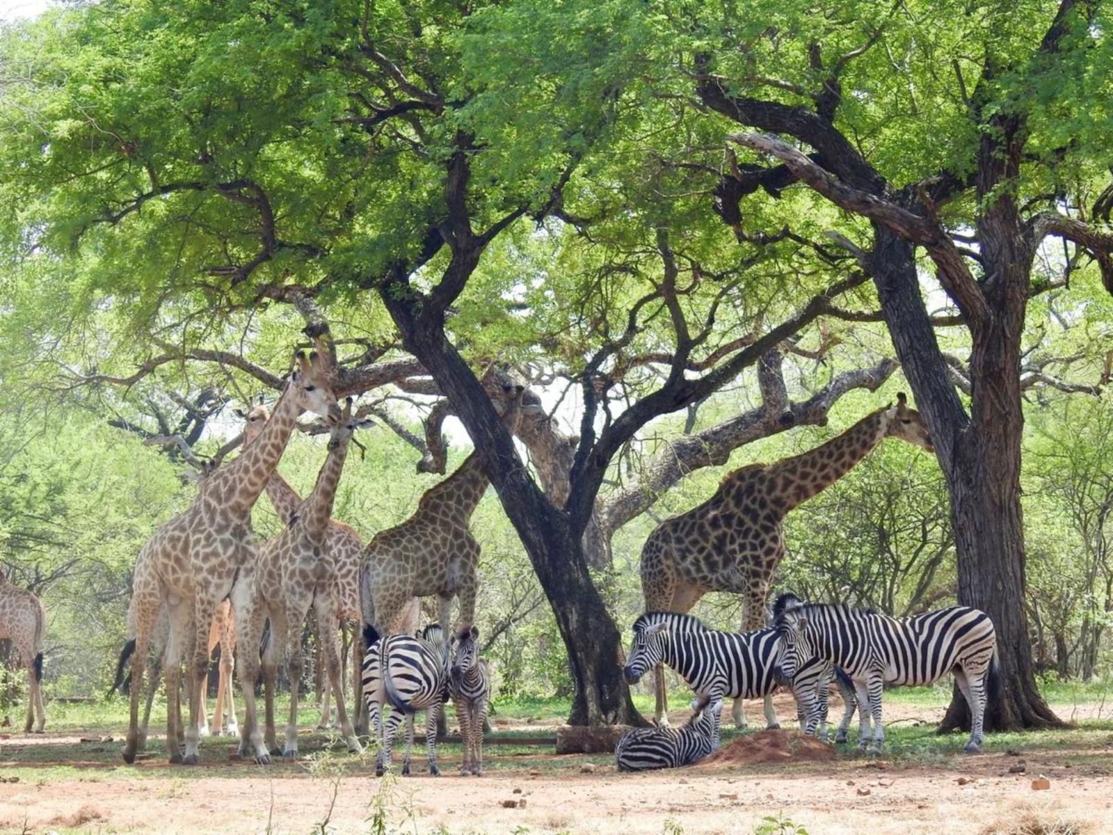 Doornkom Marloth Park Mpumalanga South Africa Zebra, Mammal, Animal, Herbivore