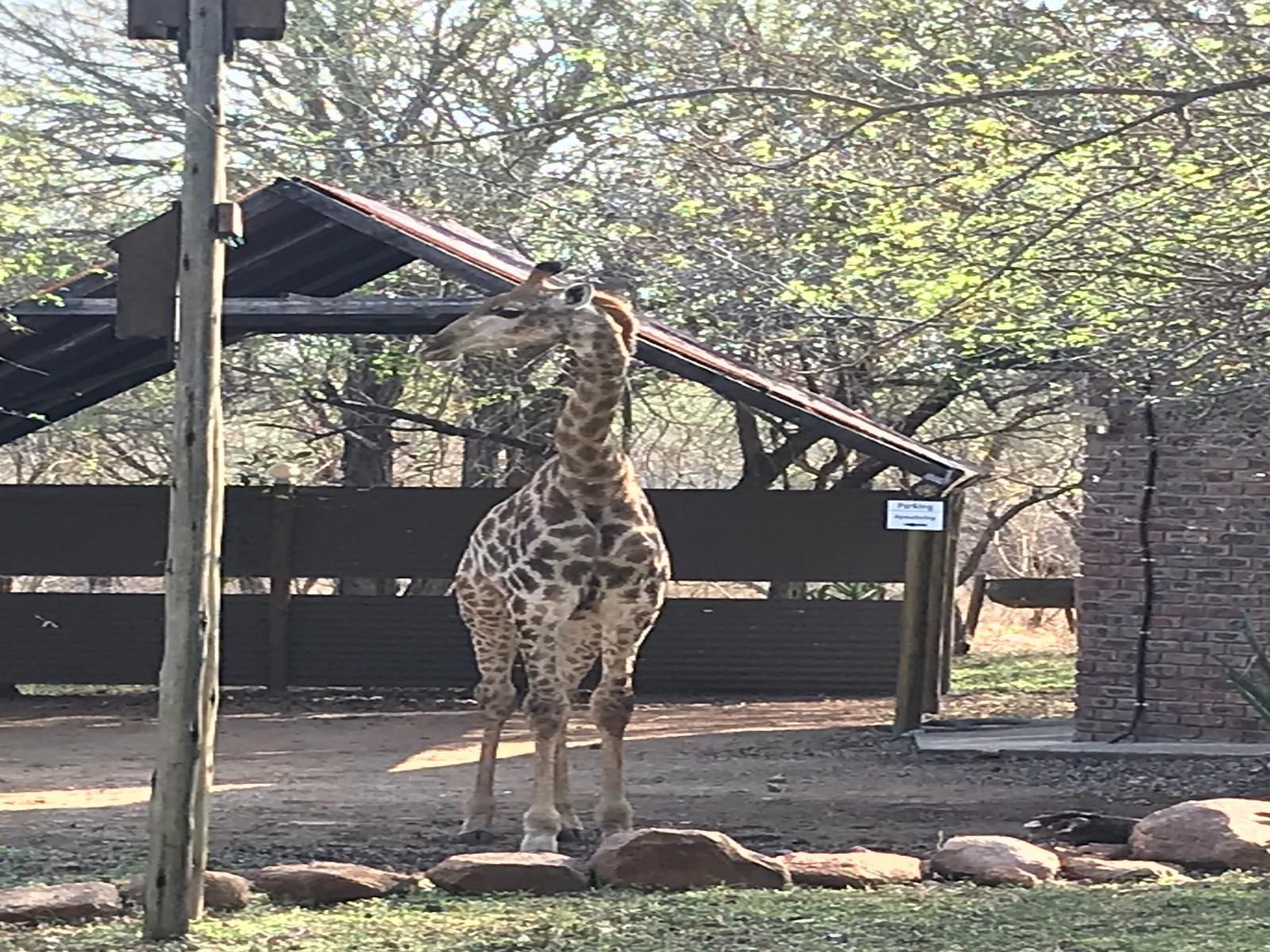 Doringpoort Lodge Marloth Park Mpumalanga South Africa Unsaturated, Giraffe, Mammal, Animal, Herbivore