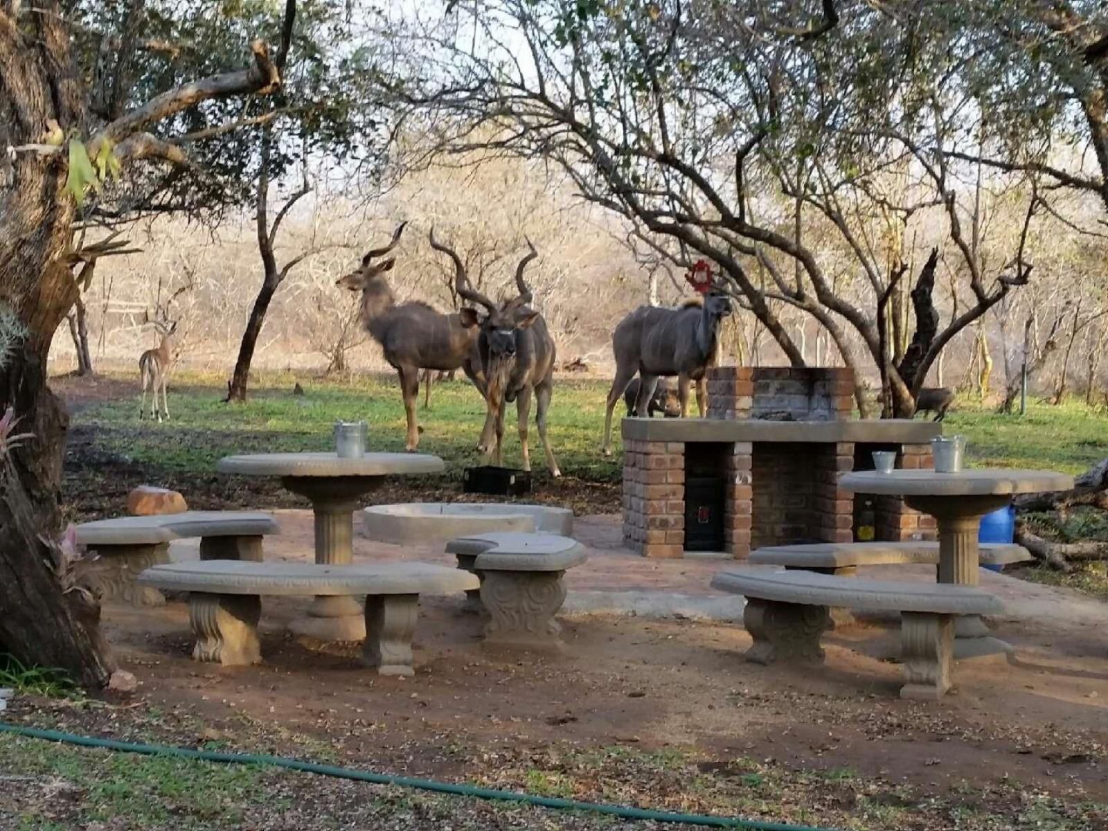 Doringpoort Lodge Marloth Park Mpumalanga South Africa Deer, Mammal, Animal, Herbivore