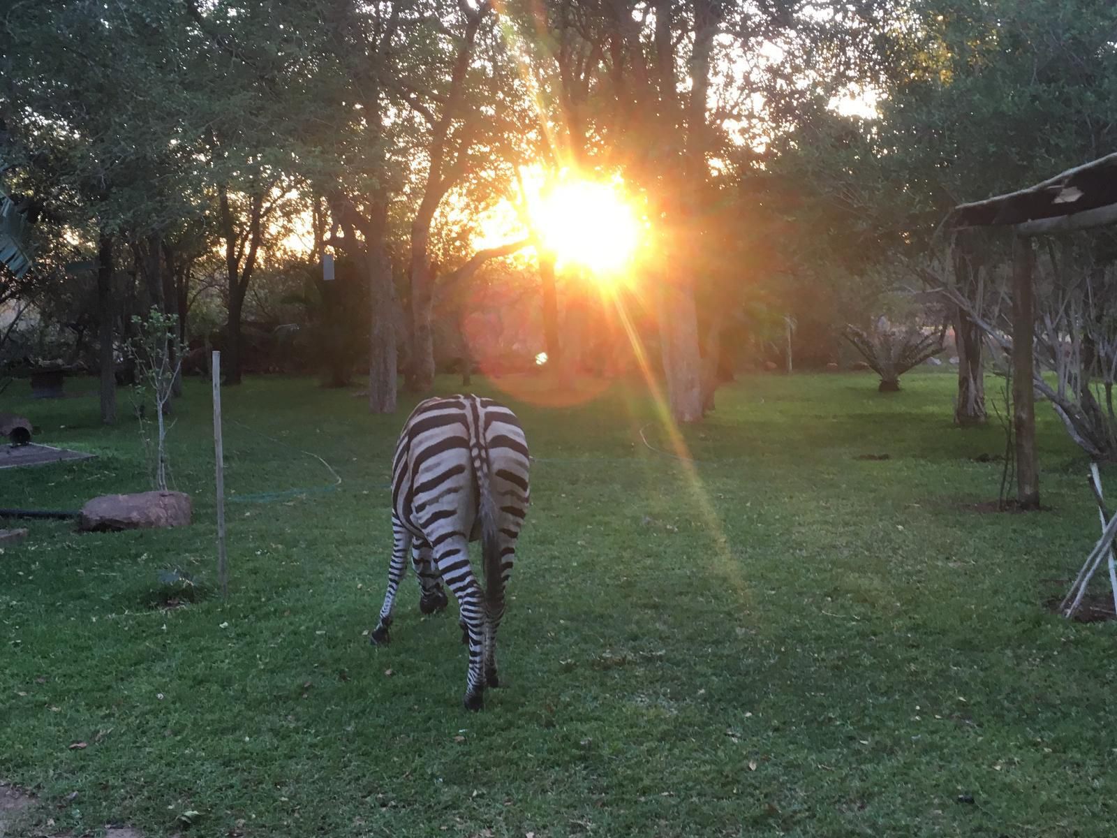 Doringpoort Lodge Marloth Park Mpumalanga South Africa Zebra, Mammal, Animal, Herbivore, Sunset, Nature, Sky