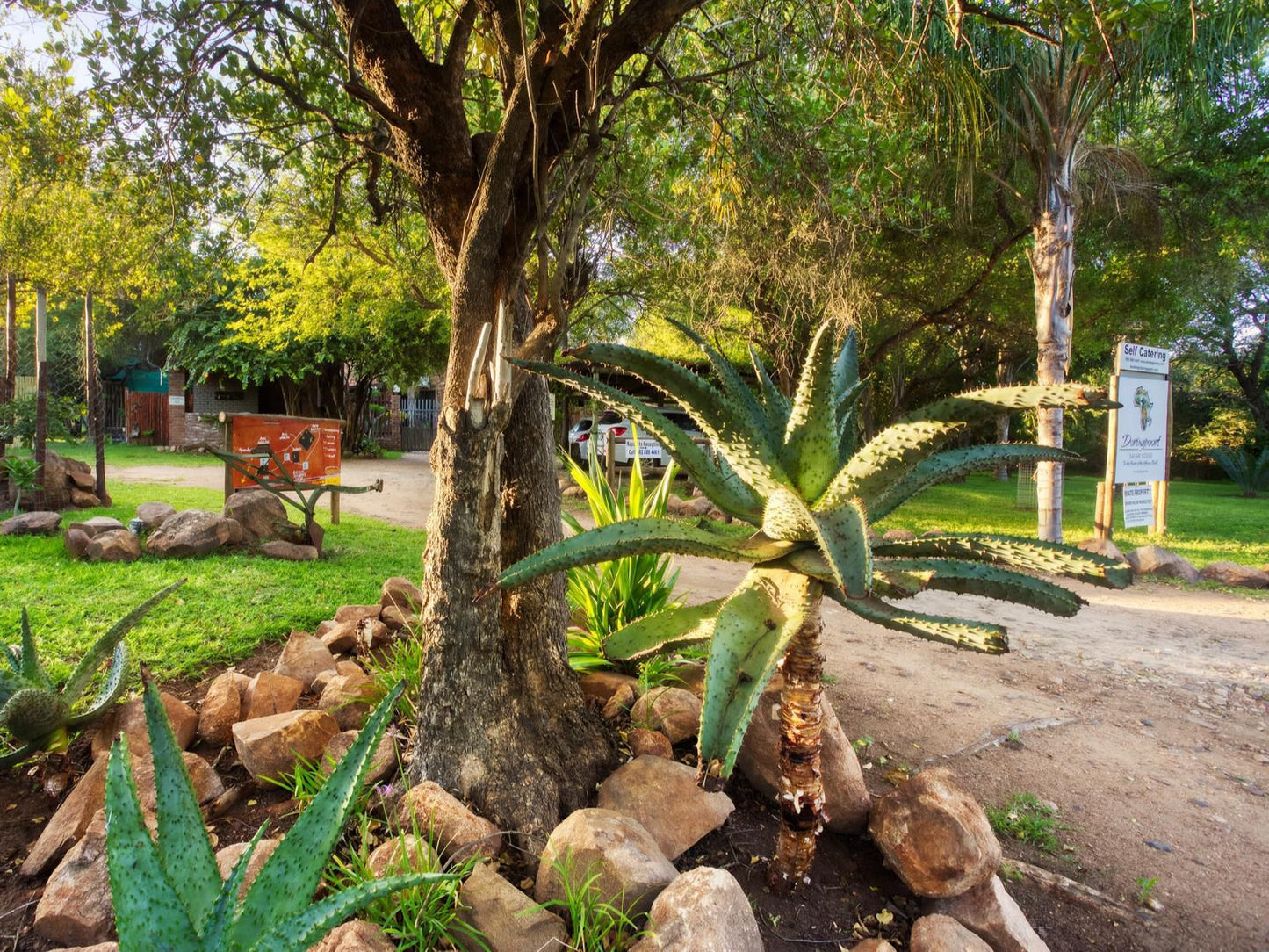 Doringpoort Lodge Marloth Park Mpumalanga South Africa Palm Tree, Plant, Nature, Wood, Tree, Garden