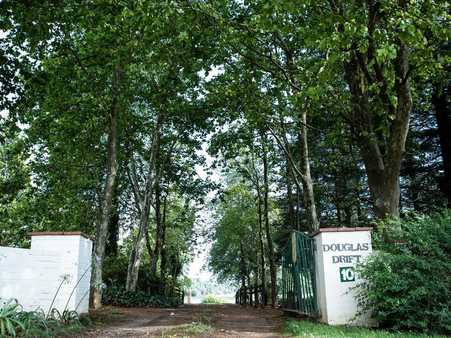 Douglas Drift Underberg Kwazulu Natal South Africa Forest, Nature, Plant, Tree, Wood, Sign