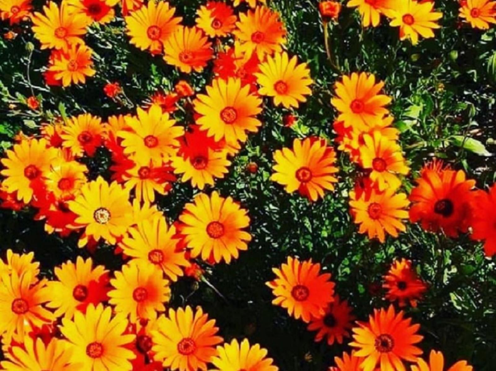 Draaihoek Lodge And Restaurant Elands Bay Western Cape South Africa Colorful, Daisy, Flower, Plant, Nature, Sunflower