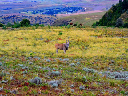 Drakensberg Mountain Retreat, Animal