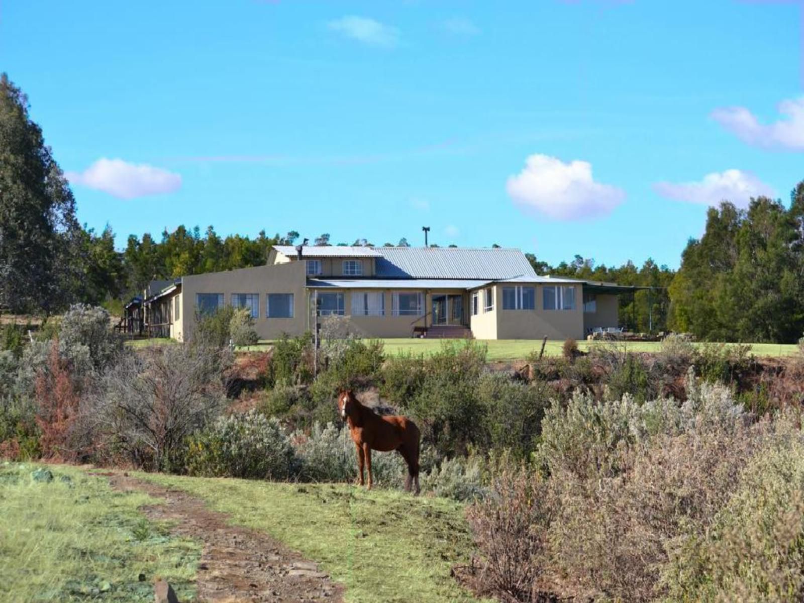 Drakensberg Mountain Retreat, Room 8 Standard Conservatory Family, Horse, Mammal, Animal, Herbivore