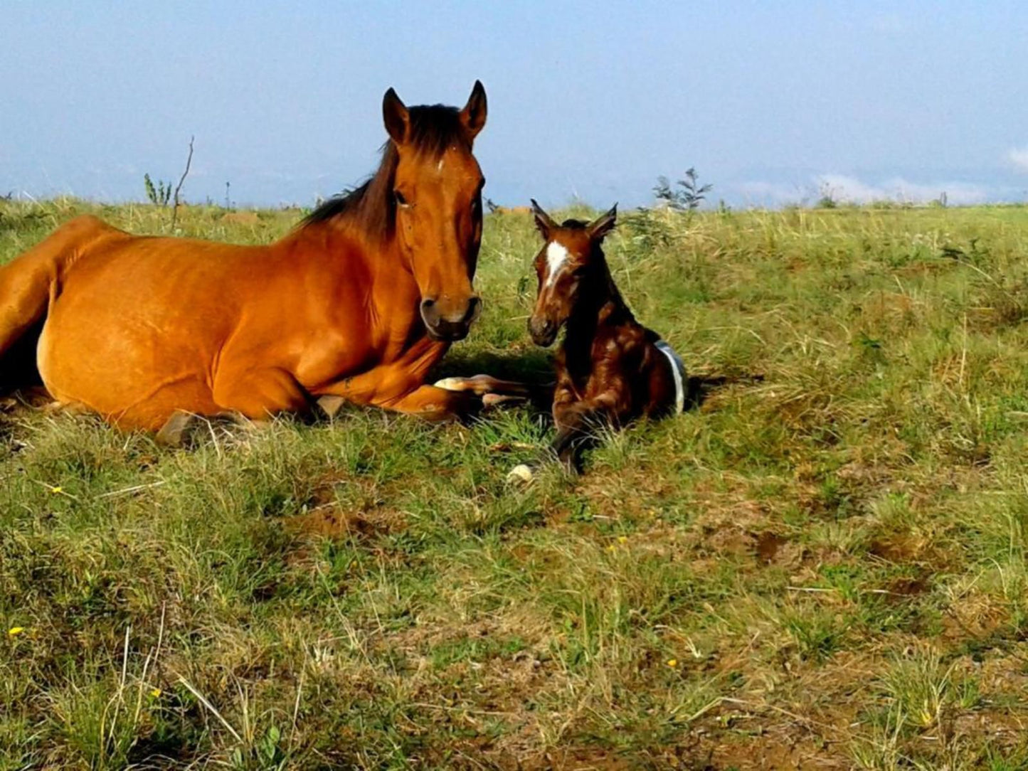 Drakensberg Mountain Retreat Vergezient Lodge Bergville Kwazulu Natal South Africa Complementary Colors, Colorful, Horse, Mammal, Animal, Herbivore