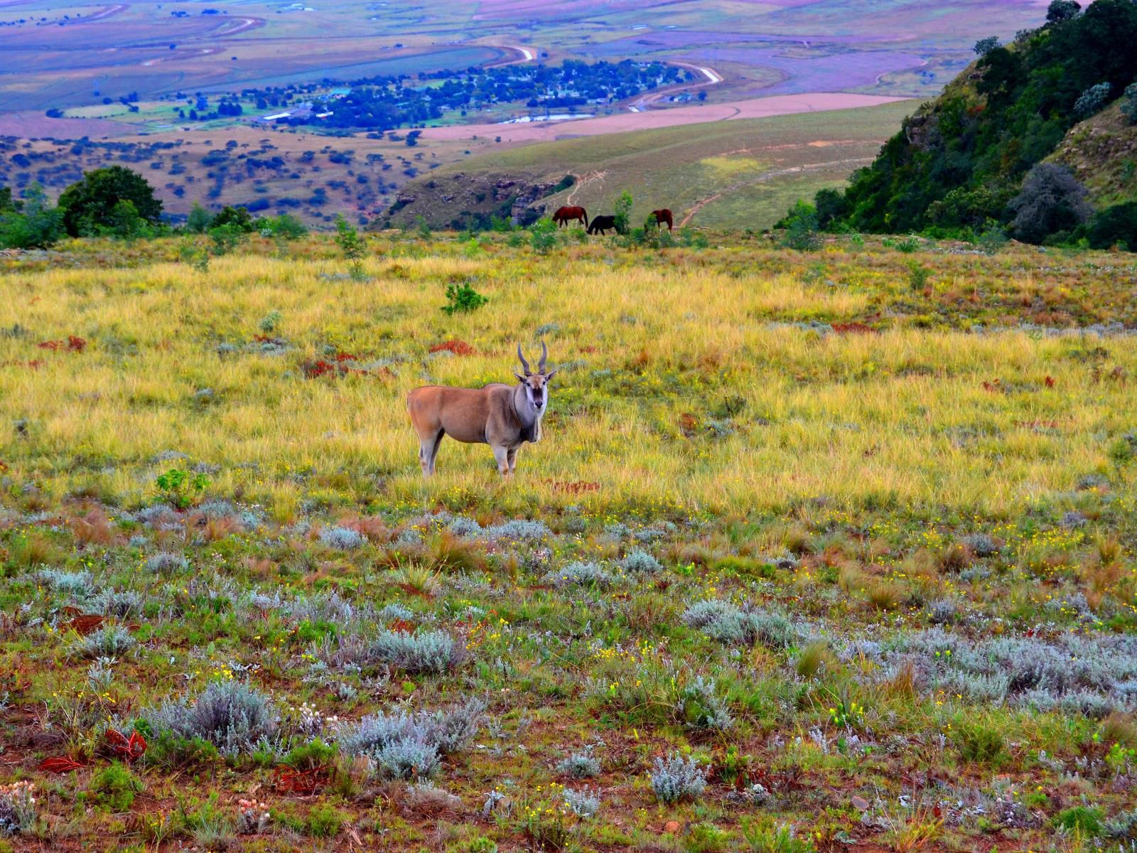 Drakensberg Mountain Retreat Vergezient Lodge Bergville Kwazulu Natal South Africa Animal