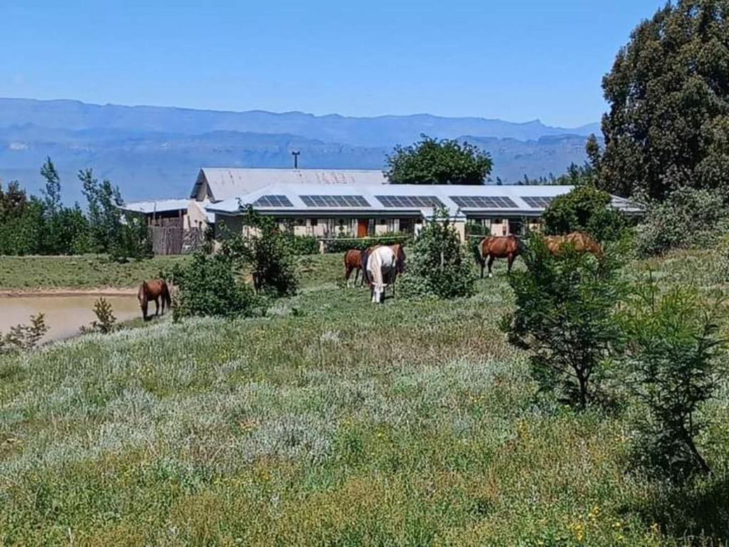 Drakensberg Mountain Retreat Vergezient Lodge Bergville Kwazulu Natal South Africa Complementary Colors, Horse, Mammal, Animal, Herbivore