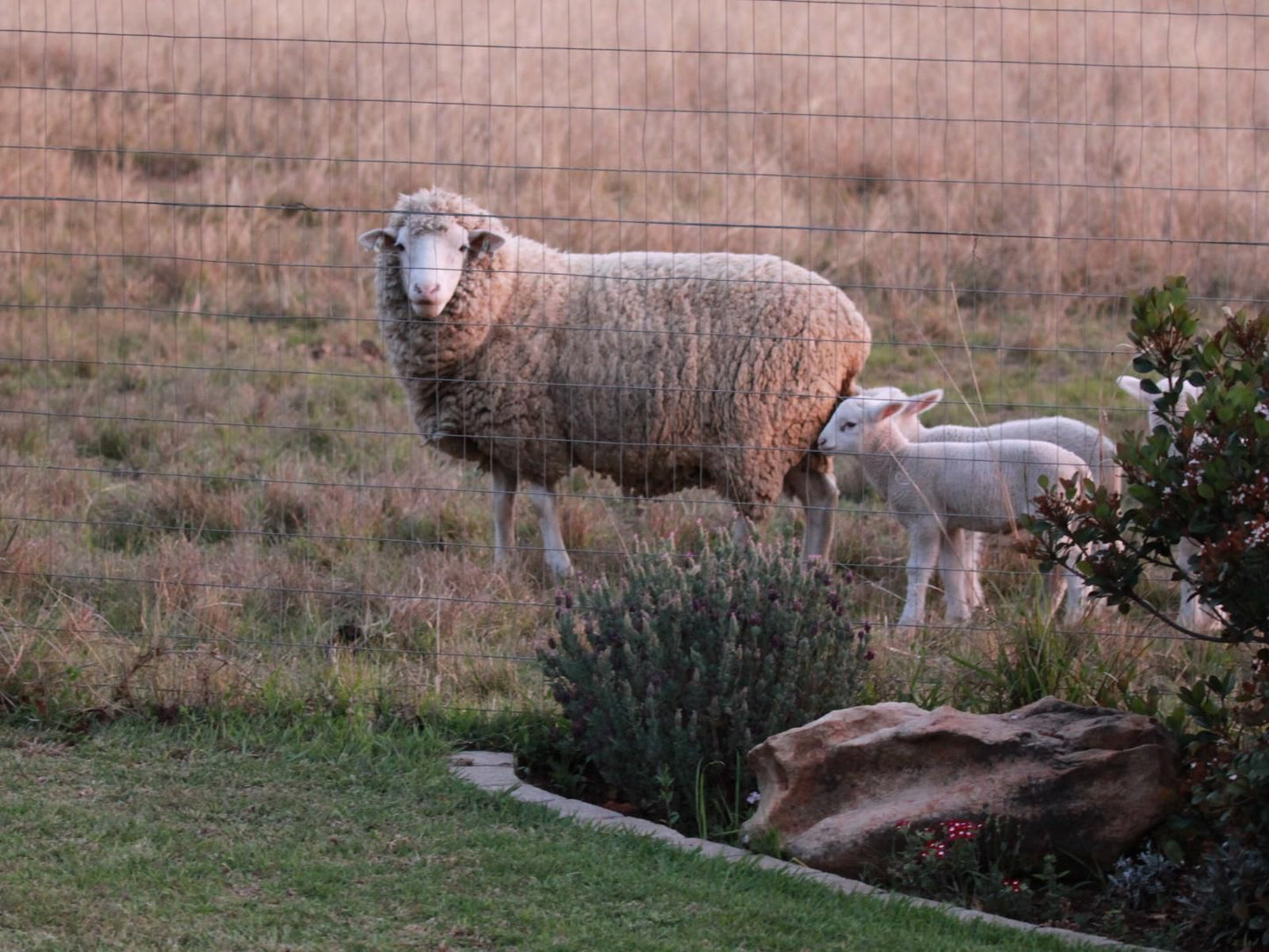 Drakensview Self Catering Winterton Kwazulu Natal South Africa Sheep, Mammal, Animal, Agriculture, Farm Animal, Herbivore