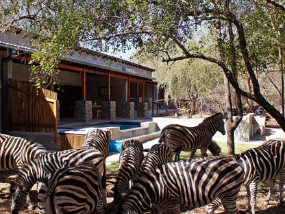 Dream Of Africa Bush Lodge Marloth Park Mpumalanga South Africa Zebra, Mammal, Animal, Herbivore