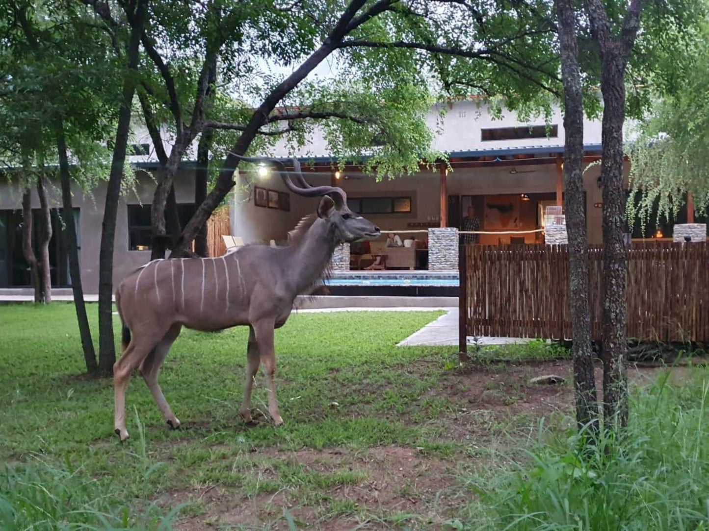 Dream Of Africa Bush Lodge Marloth Park Mpumalanga South Africa Deer, Mammal, Animal, Herbivore