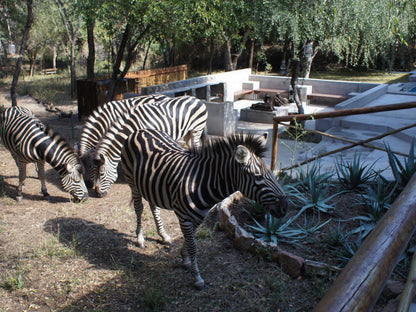 Dream Of Africa Bush Lodge Marloth Park Mpumalanga South Africa Zebra, Mammal, Animal, Herbivore