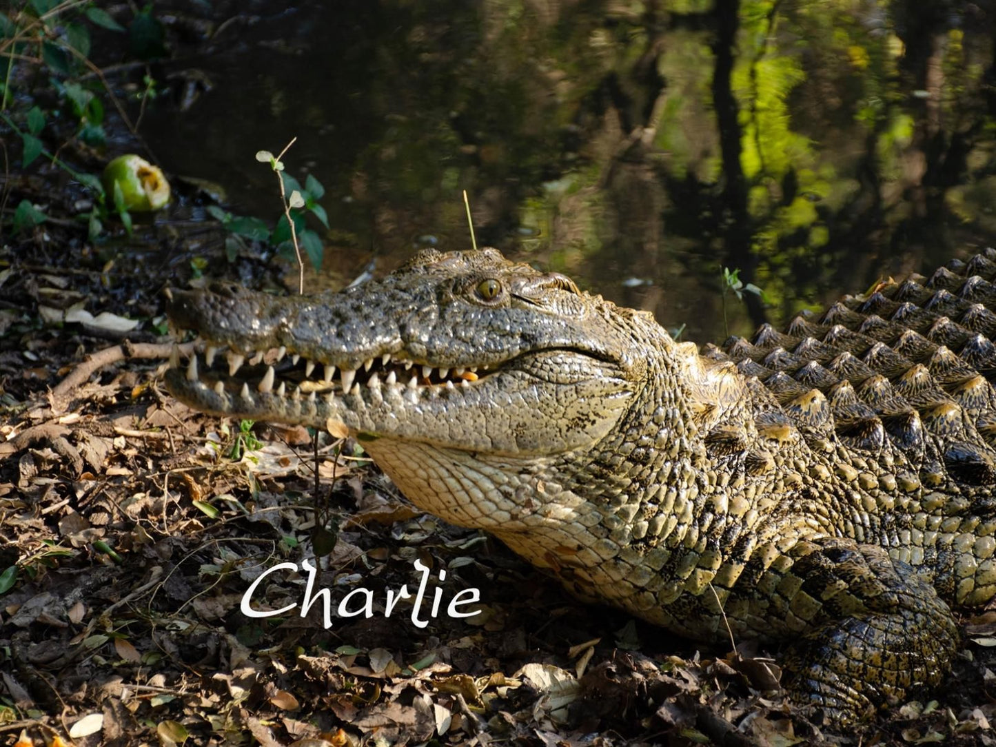 Dream Of Africa Bush Lodge Marloth Park Mpumalanga South Africa Crocodile, Reptile, Animal, Predator