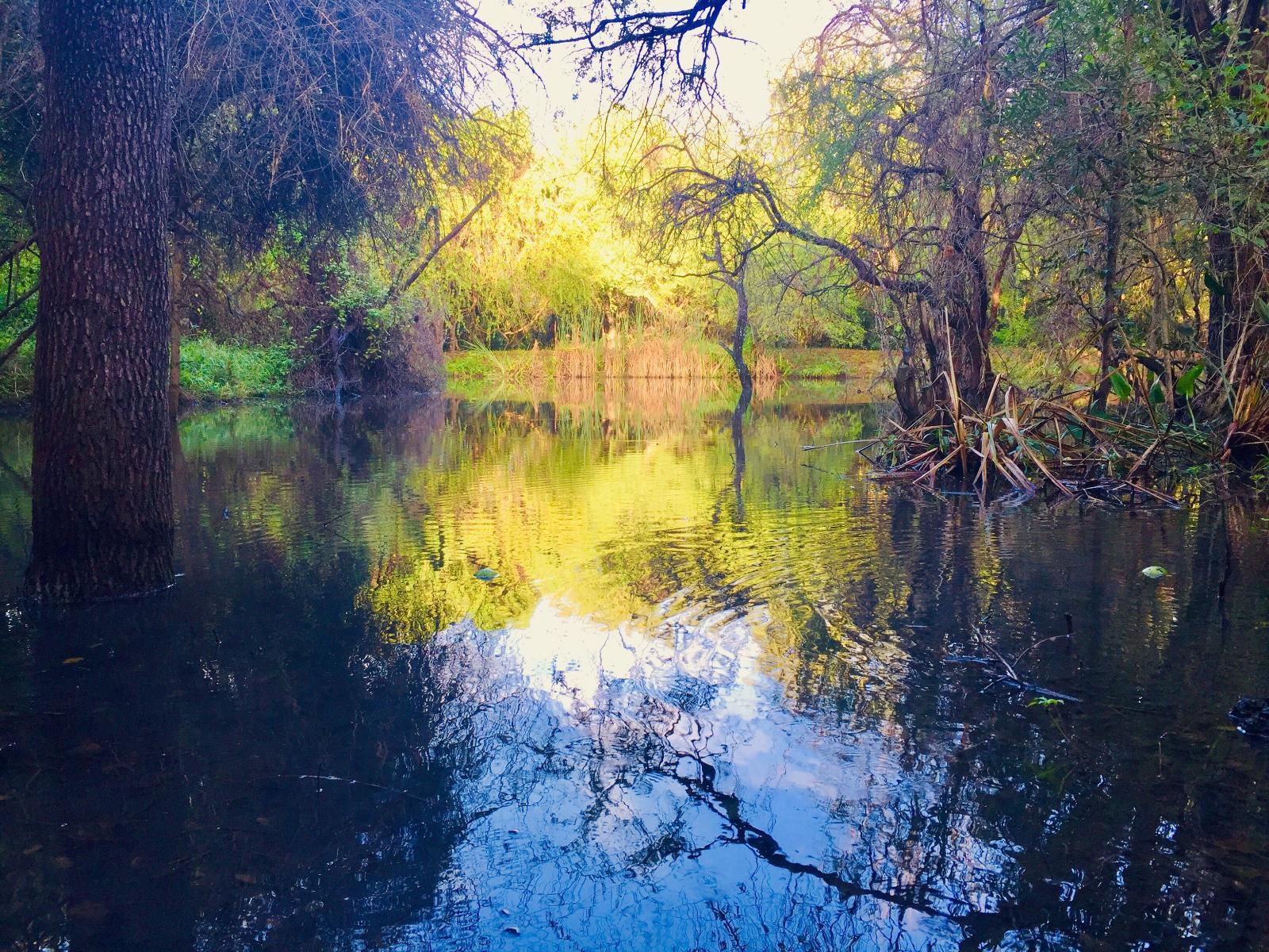 Dream Of Africa Bush Lodge Marloth Park Mpumalanga South Africa Complementary Colors, River, Nature, Waters, Tree, Plant, Wood