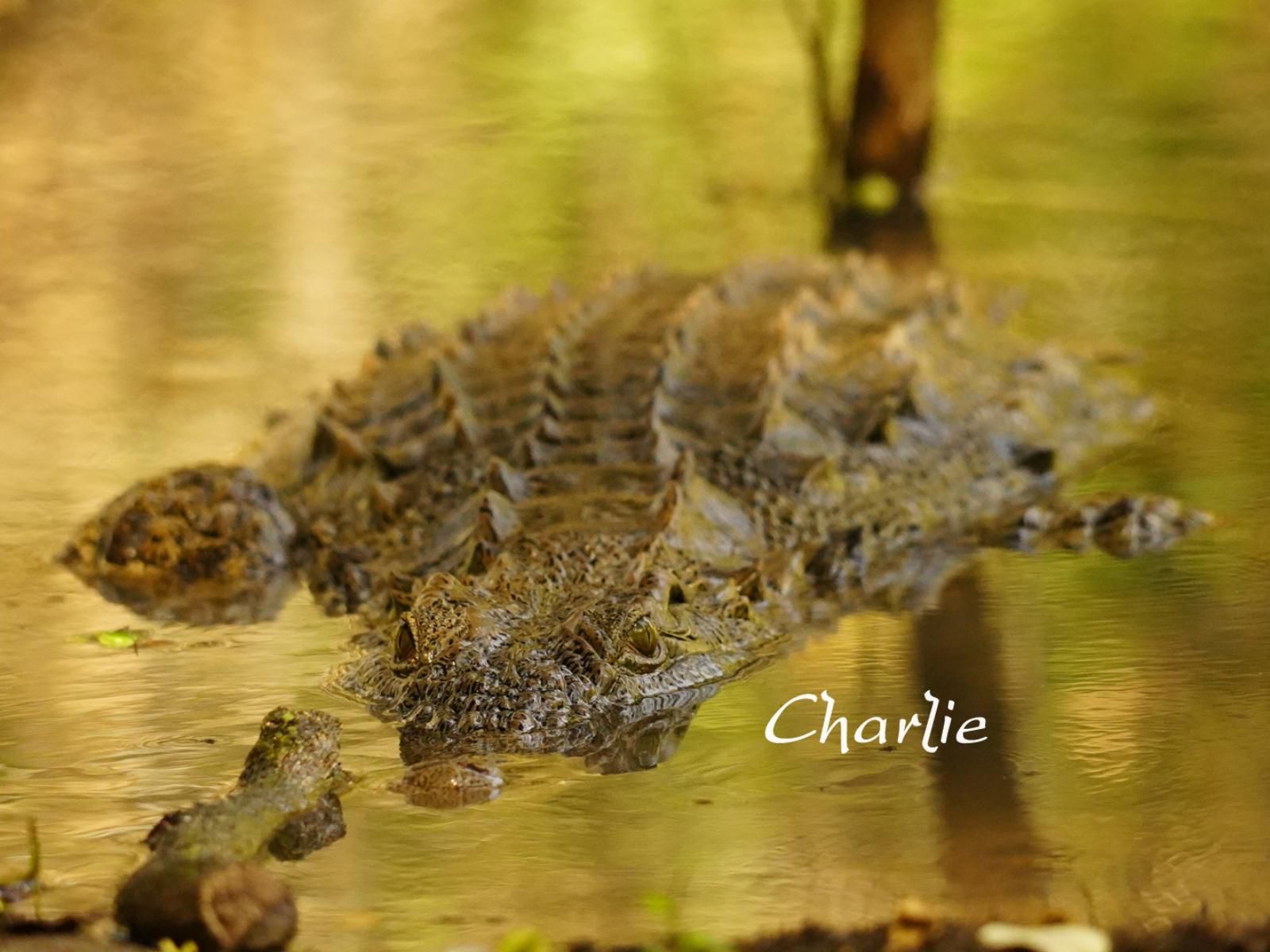 Dream Of Africa Bush Lodge Marloth Park Mpumalanga South Africa Sepia Tones, Crocodile, Reptile, Animal, Predator