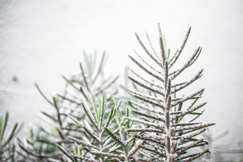 Dreamtime Studio Kommetjie Cape Town Western Cape South Africa Unsaturated, Bright, Pine Needle, Plant, Nature