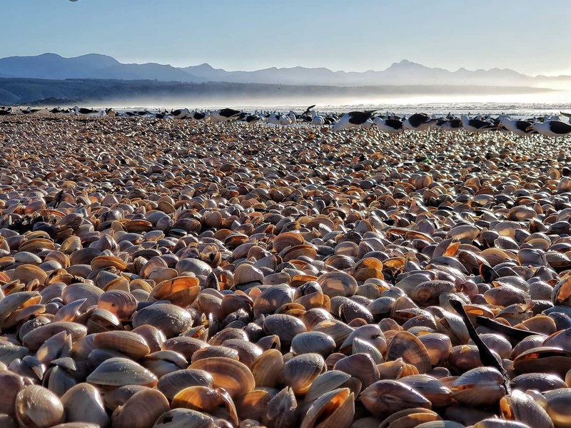 Drifters Robberg Nature Reserve Plettenberg Bay Western Cape South Africa Beach, Nature, Sand, Desert