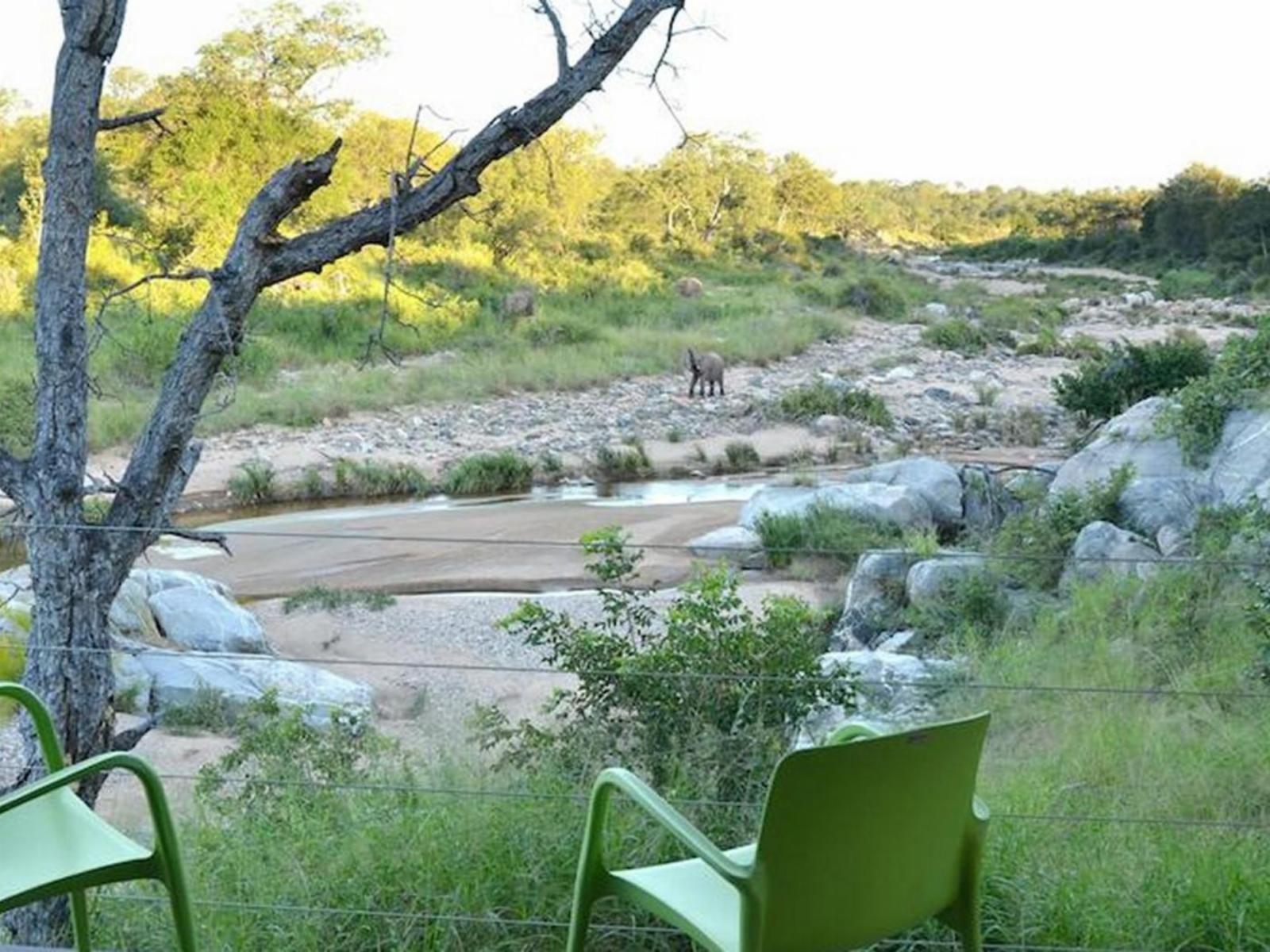 Greenfire Game Lodge Balule Nature Reserve Mpumalanga South Africa River, Nature, Waters, Tree, Plant, Wood