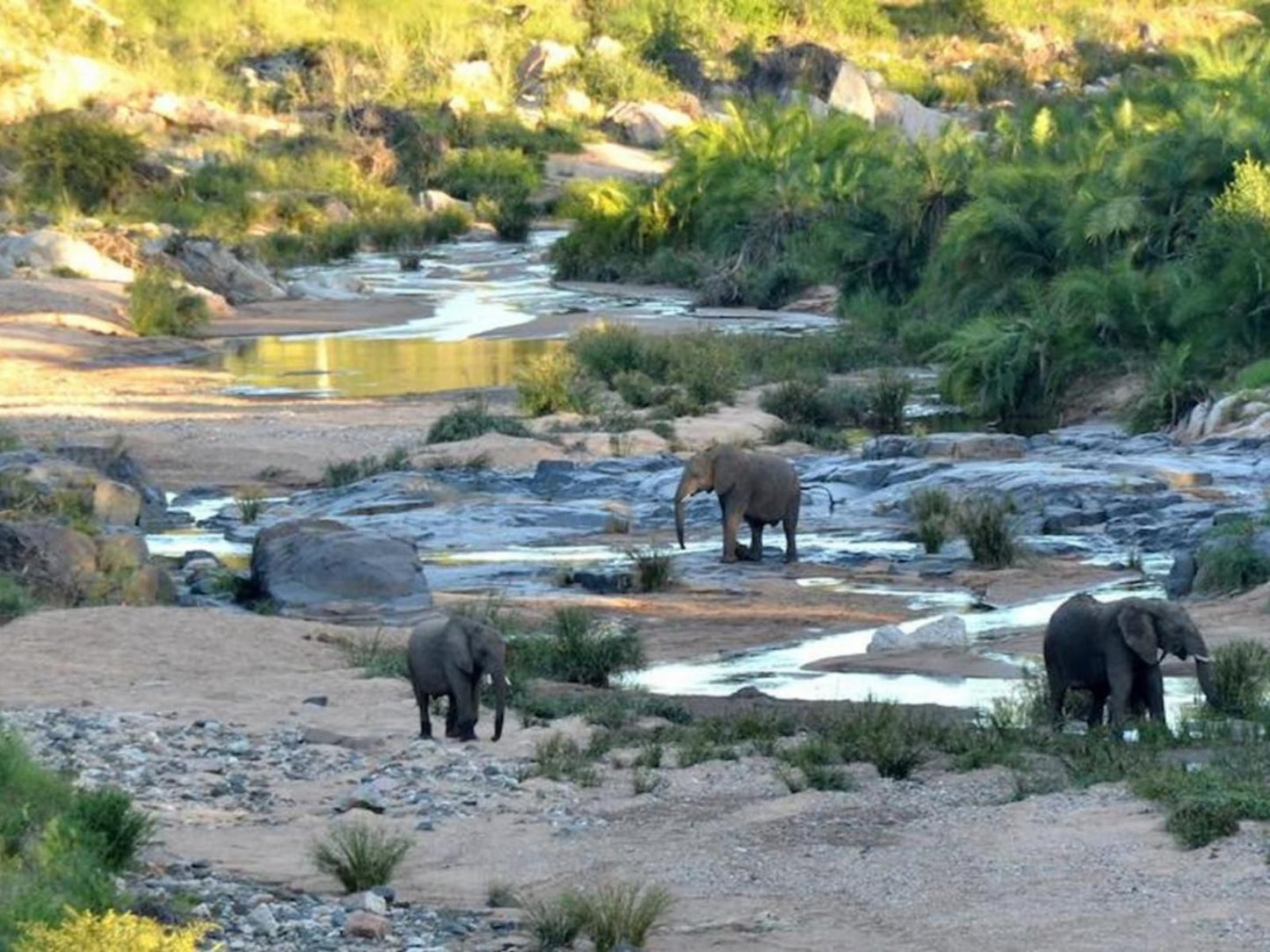 Greenfire Game Lodge Balule Nature Reserve Mpumalanga South Africa Elephant, Mammal, Animal, Herbivore