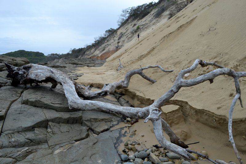 Driftwood Studios Sunrise On Sea East London Eastern Cape South Africa Beach, Nature, Sand, Cliff, Tree, Plant, Wood