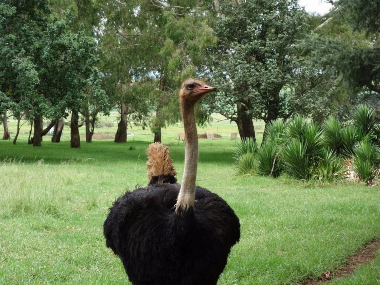 Drinkwater Guest Farm Ermelo Mpumalanga South Africa Ostrich, Bird, Animal