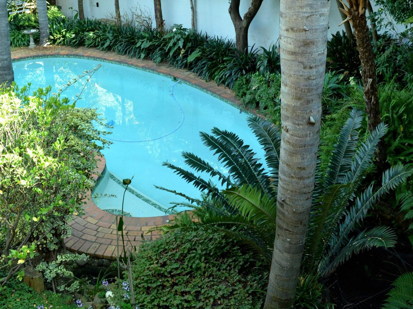 Du Barry Guesthouse Waterkloof Ridge Pretoria Tshwane Gauteng South Africa Palm Tree, Plant, Nature, Wood, Garden, Swimming Pool