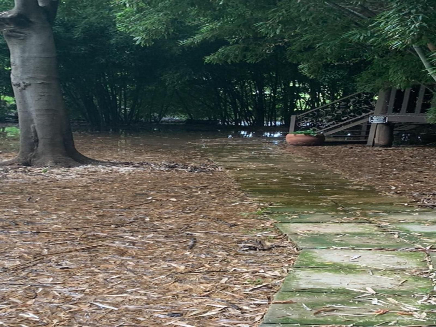 Ducks Country House, Room 5, Forest, Nature, Plant, Tree, Wood, River, Waters