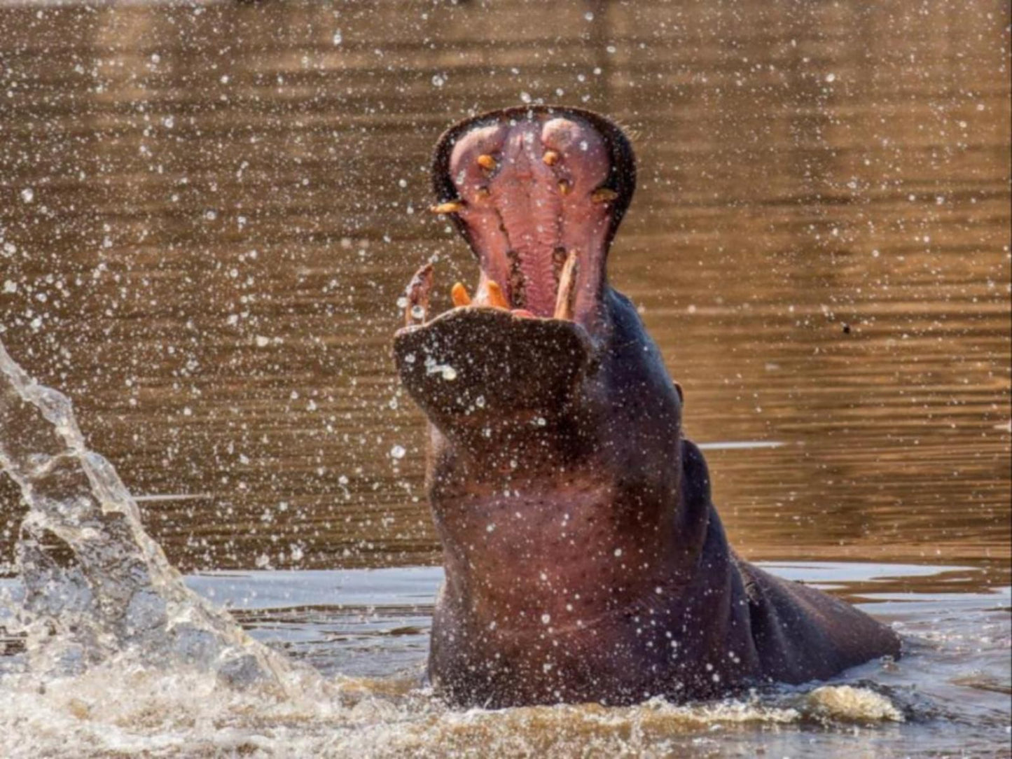 Duesternbrook Safari Guest Farm, Hippo, Mammal, Animal, Herbivore