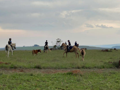 Dullstroom Manor Dullstroom Mpumalanga South Africa Horse, Mammal, Animal, Herbivore, Field, Nature, Agriculture, Lowland