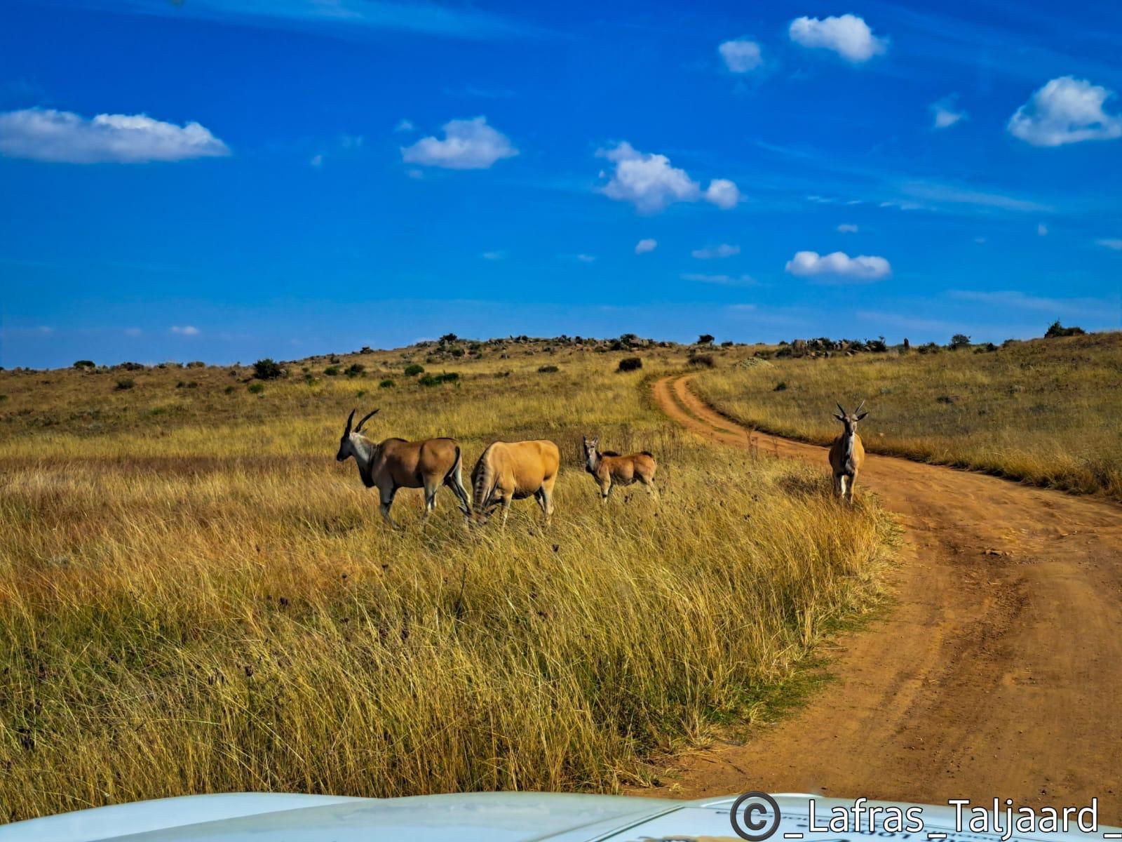 Dullstroom Manor Dullstroom Mpumalanga South Africa Complementary Colors, Colorful, Lowland, Nature