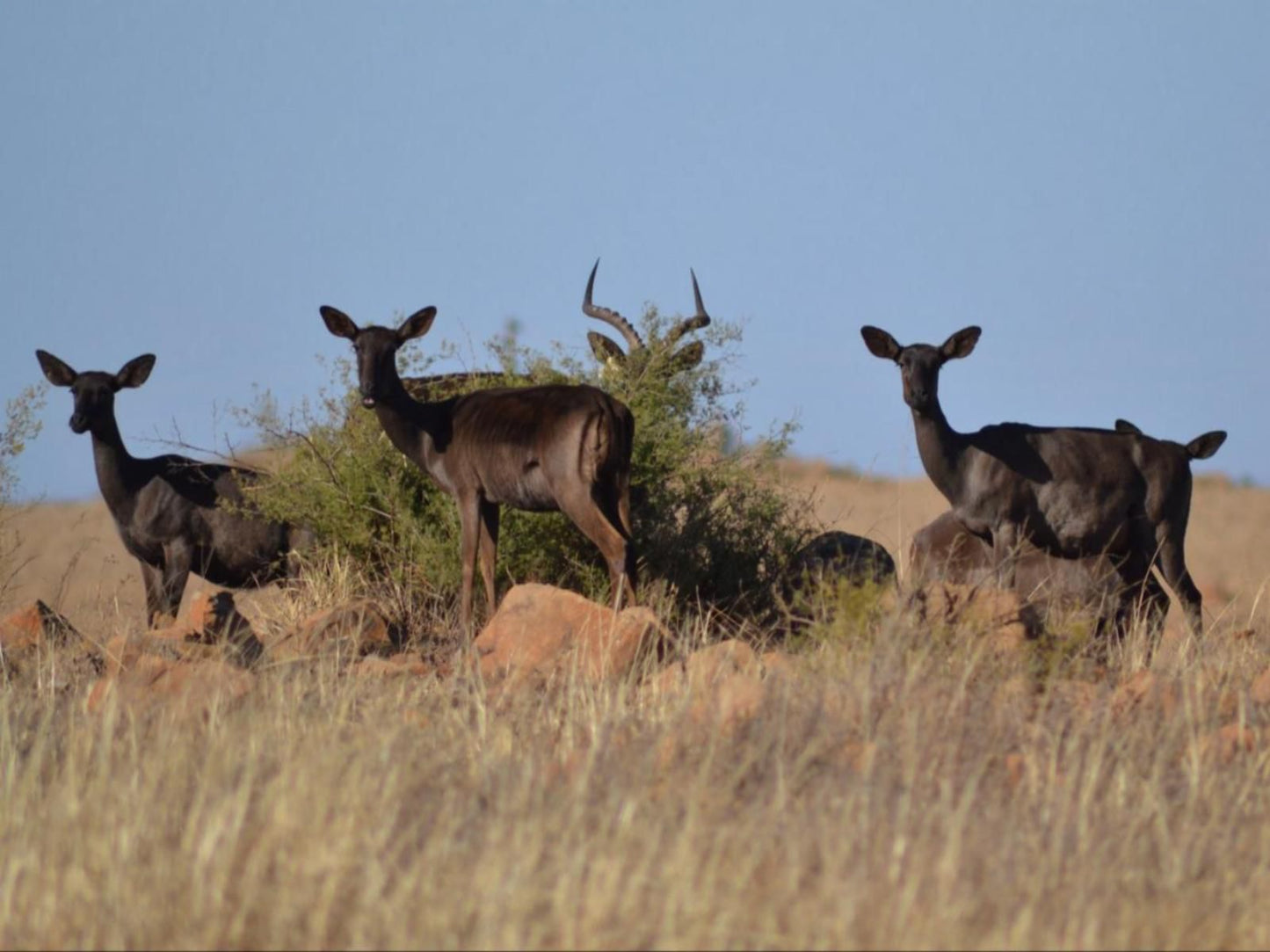 Dullstroom Manor Dullstroom Mpumalanga South Africa Complementary Colors, Animal