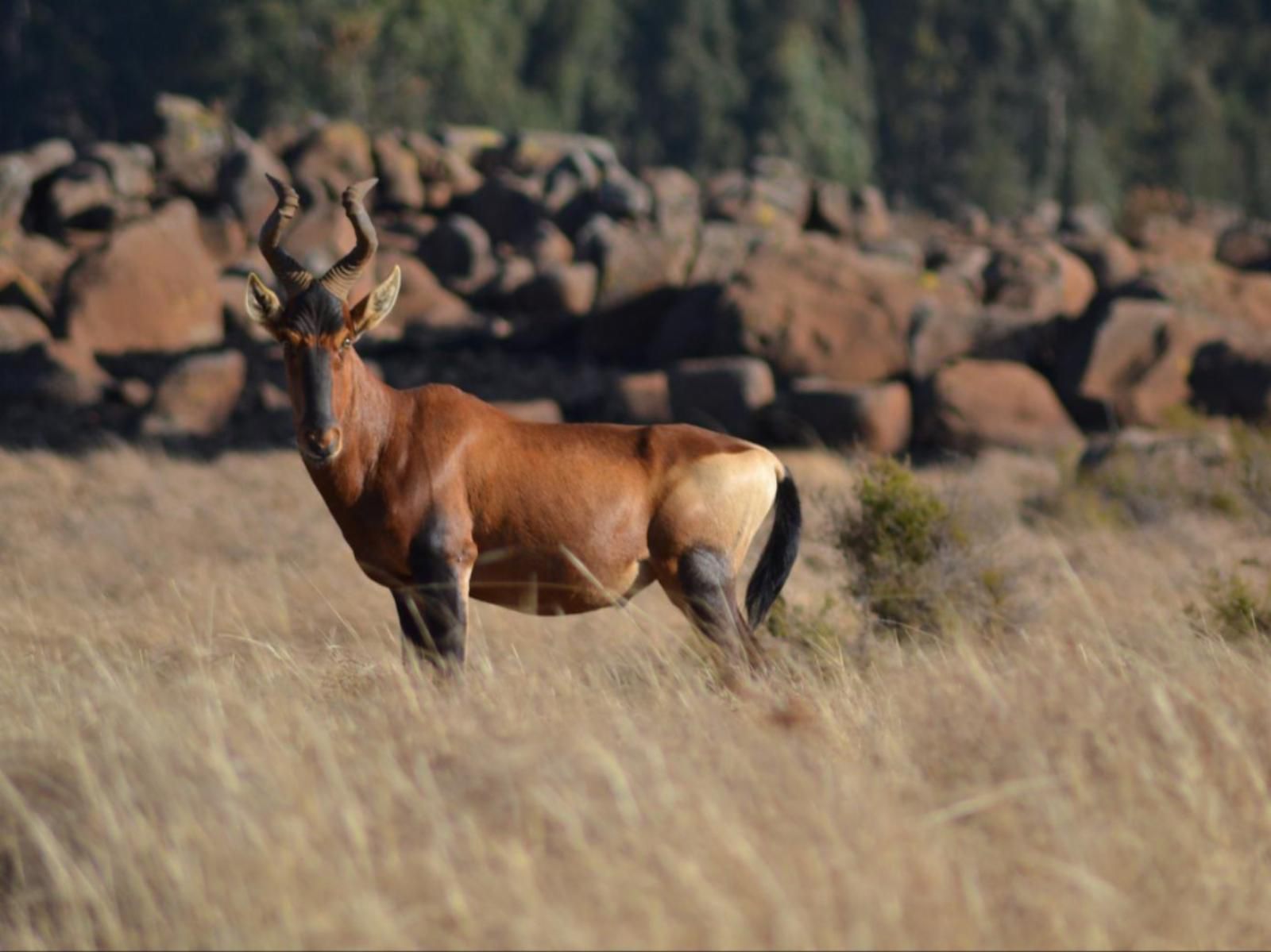 Dullstroom Manor Dullstroom Mpumalanga South Africa Animal