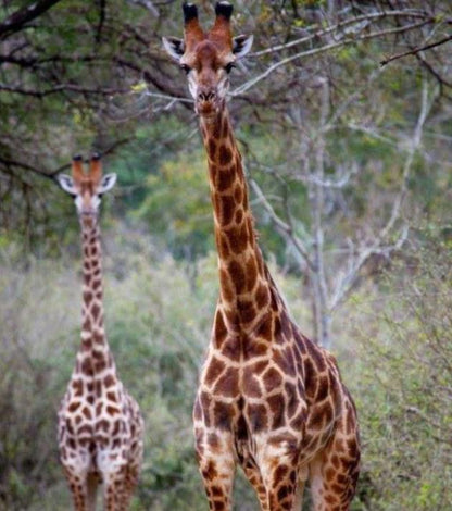 Duma Manzi Eco Lodge And Spa Richmond Kzn Kwazulu Natal South Africa Giraffe, Mammal, Animal, Herbivore