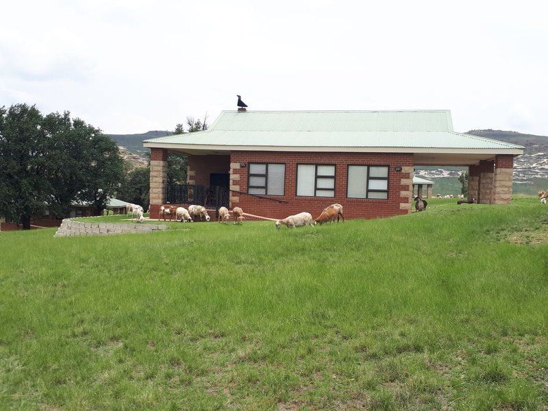 Dunelm Gasteplaas Bethlehem Free State South Africa Barn, Building, Architecture, Agriculture, Wood