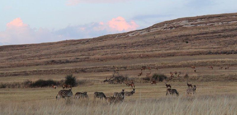 Dunelm Gasteplaas Bethlehem Free State South Africa Animal, Lowland, Nature