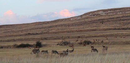 Dunelm Gasteplaas Bethlehem Free State South Africa Animal, Lowland, Nature