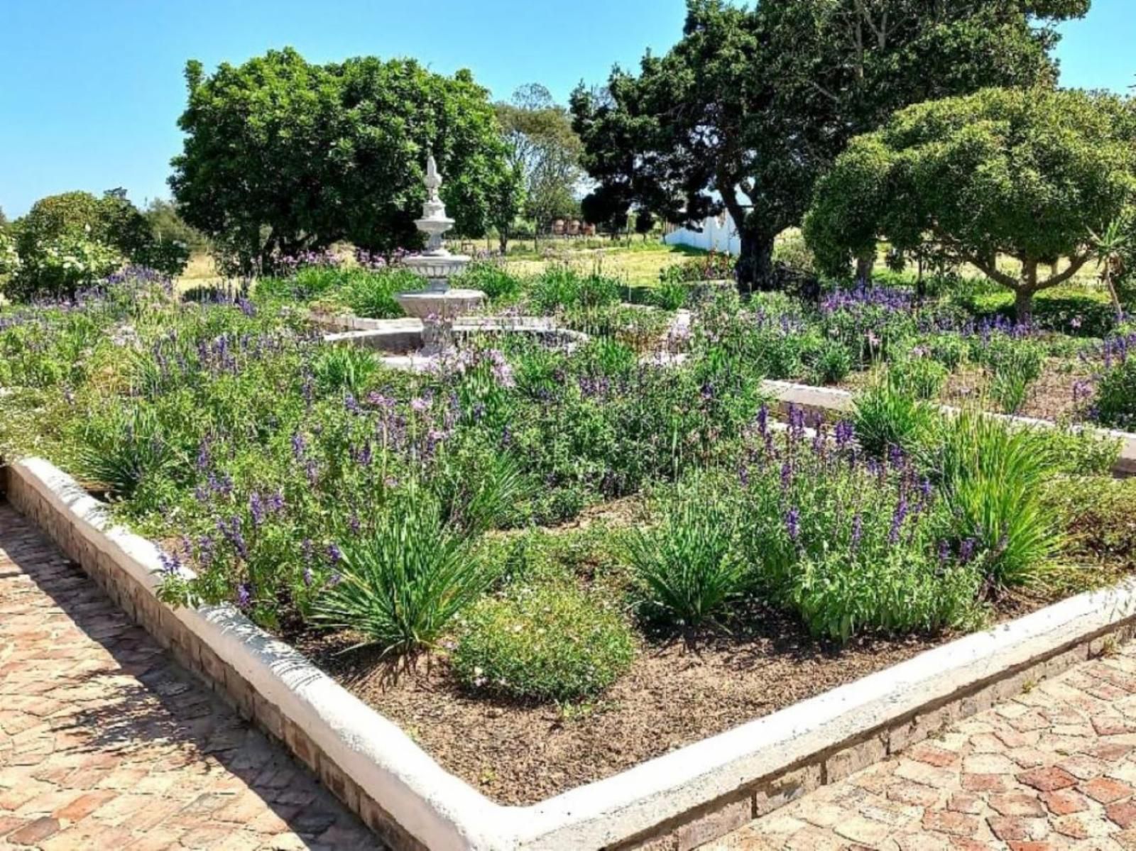 Dunkes Organic Equestrian Estate Kingswood Golf Estate George Western Cape South Africa Lavender, Nature, Plant, Garden