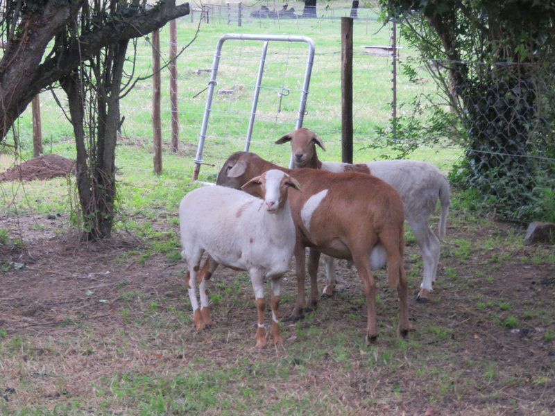 Dunroamin Bed And Breakfast Mooi River Kwazulu Natal South Africa Goat, Mammal, Animal, Herbivore, Water Buffalo